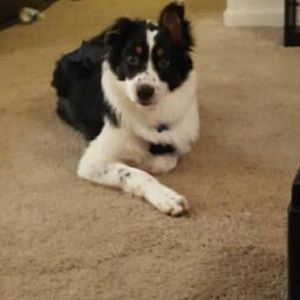 Meet your Posher, Elhaam